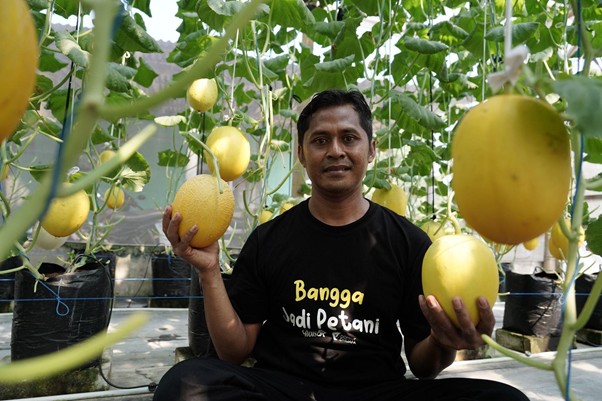 samsul petani melon banjar1 dompet dhuafa Samsul saat melakukan panen melon di salah satu Greenhouse.