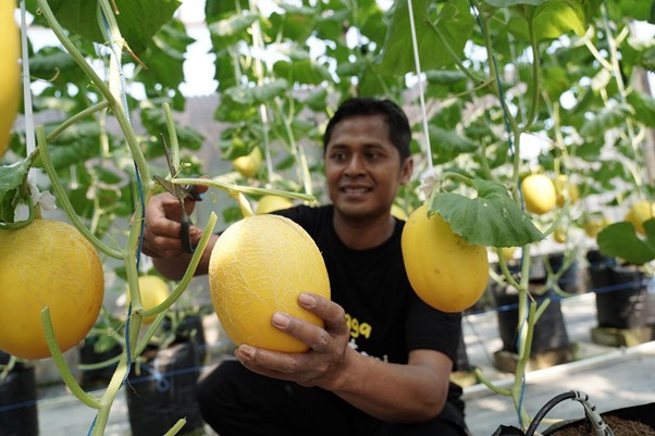 samsul petani melon banjar10 dompet dhuafa Samsul saat melakukan panen melon di salah satu Greenhouse.