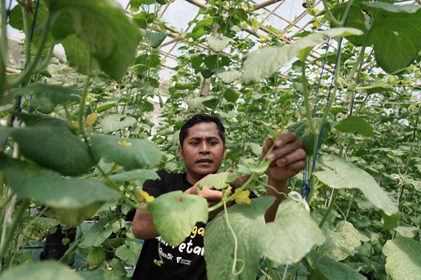 samsul petani melon banjar2 dompet dhuafa Samsul memangkas daun-daun melon yang layu dan mengering.
