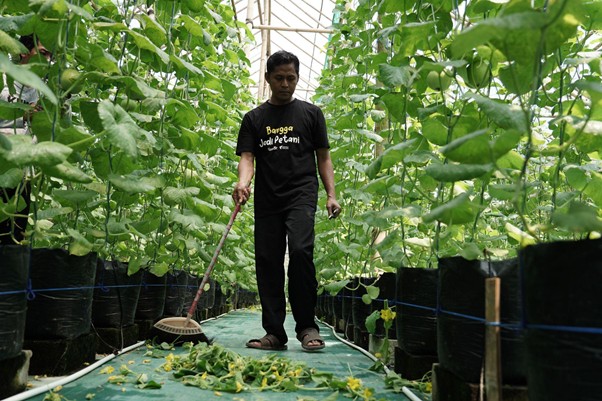 samsul petani melon banjar3 dompet dhuafa Samsul memangkas daun-daun melon yang layu dan mengering.