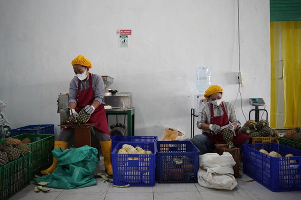 peresmian industri komunal olahan nanas ikon subang5 dompet dhuafa Proses pemotongan Nanas dalam Peresmian IKON di Subang, Rabu (26/11/2025).