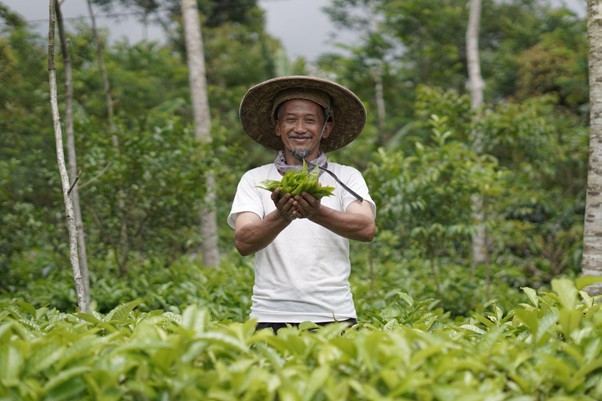 bantuan mesin produksi teh bedana4 dompet dhuafa
