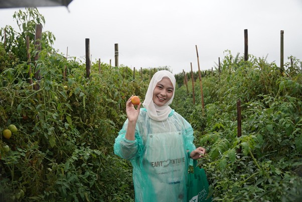 Salah seorang kreator peserta Heartventure menunjukkan buah tomat yang berhasil dipetik di Kawasan Program Kampung Hortikultura, Kec. Tigapanah, Kabupaten Karo.
