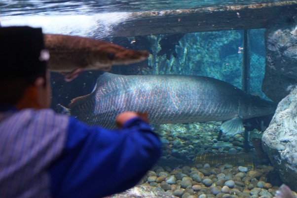 Salah satu anak yatim takjub dengan ikan Arapaima Sungai Amazon.