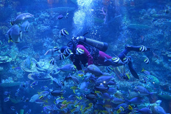 Atraksi penyelam yang sedang memberi makan ikan air laut.