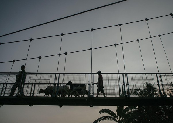 adha pengorbanan 1 dompet dhuafa Silhouetted pedestrians and several dogs walking across a metal suspension bridge at dusk.