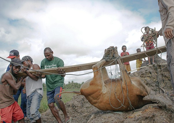 adha pengorbanan 10 dompet dhuafa A group of men pull on a long wooden lever and ropes to lift a camel stuck in a rocky trench. Children watch from above as volunteers help.