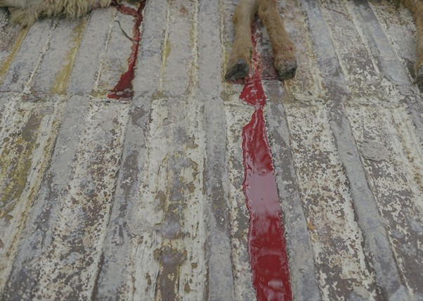 adha pengorbanan 12 dompet dhuafa Part of an animal carcass with a bright red blood trail on a weathered, ribbed metal surface.