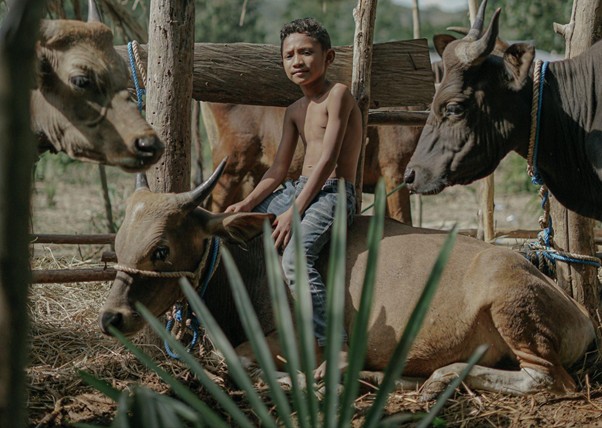 adha pengorbanan 7 dompet dhuafa Shirtless boy sits among several cows tied to wooden posts in a rural pen in a farm setting.