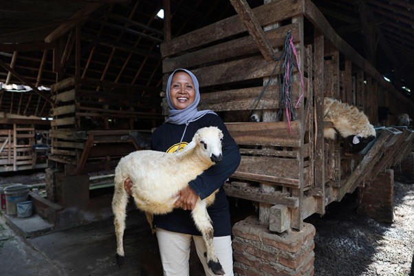 bangun asa dari kandang kambing 1 dompet dhuafa Smiling woman wearing a gray hijab holding a white lamb in a wooden barn stall.