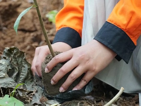 ibu untuk bumi lingkungan 1 dompet dhuafa Person planting a small sapling in soil with the hands guiding it into the ground.