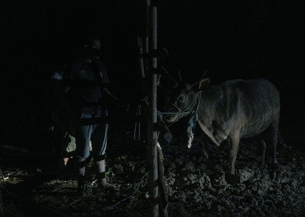 adhapengorbanan4 dompet dhuafa Person standing in a dark, muddy outdoor area at night, tending to a horse tied to a wooden post.