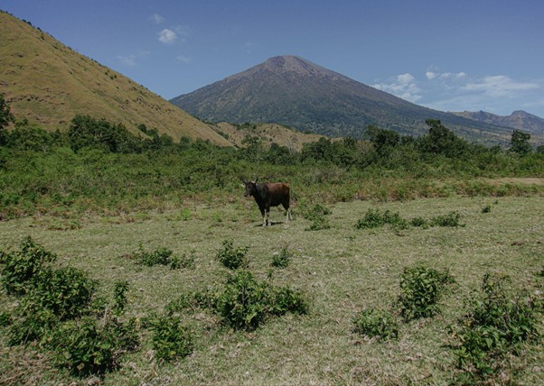 adhapengorbanan6 dompet dhuafa Brown horse standing in a sunny grassy plain with hills and a mountain in the background.