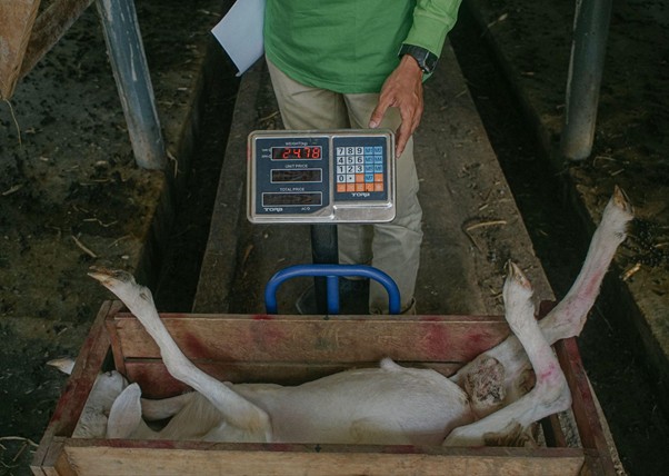 adhapengorbanan9 dompet dhuafa A person in a green shirt stands behind a digital livestock scale, weighing a dead animal lying in a wooden crate.