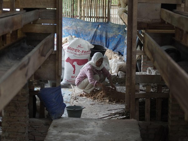 bangunasadarikandangkambing3 dompet dhuafa Woman in a hijab kneels on a dusty floor, sorting straw inside a wooden barn with a large feed bag in the background.