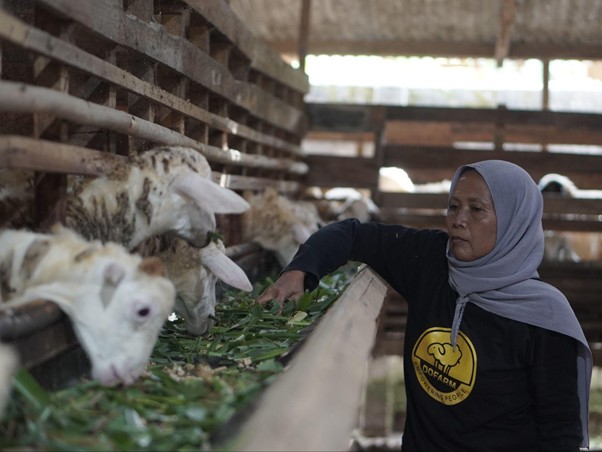 bangunasadarikandangkambing5 dompet dhuafa A woman wearing a gray hijab feeds green leaves to cattle in a barn, standing beside a wooden feeding trough.
