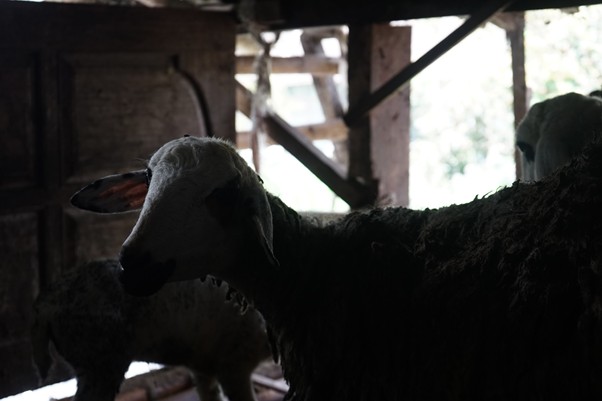 Sheep inside a dim barn with wooden beams, backlit by daylight filtering in.