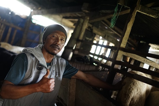 jantara kabul 1 dompet dhuafa Farmer in a beanie and vest giving a thumbs-up inside a cow barn with stalls and dim light.