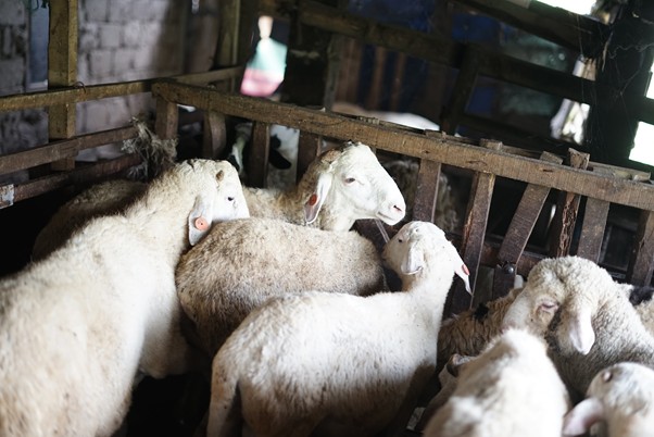 jantarakabul2 dompet dhuafa A flock of white sheep crowded together inside a wooden pen in a barn pen area.