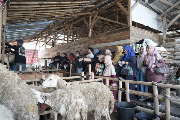jelajah kandang untuk kurban 2026 1 dompet dhuafa Group of visitors in a barn observing sheep behind a wooden railing, as a guide points ahead.