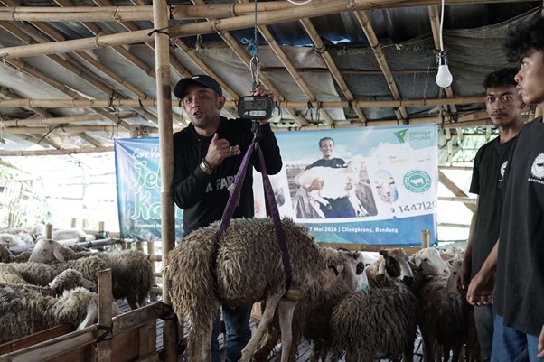 jelajahkandanguntukkurban202610 dompet dhuafa Man weighing a sheep on a hanging scale inside a rustic bamboo barn, with two helpers nearby.