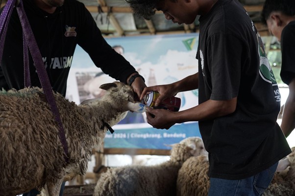 jelajahkandanguntukkurban202611 dompet dhuafa Young men feeding a sheep from a can inside a shelter, with others nearby.