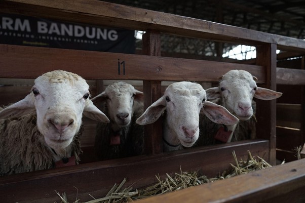 jelajahkandanguntukkurban202612 dompet dhuafa Four sheep gaze over a wooden pen at a farm stall, with hay on the trough and a banner in the background.