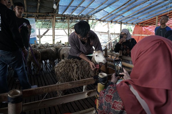 jelajahkandanguntukkurban202615 dompet dhuafa Man gently strokes a sheep inside a wooden pen as several people watch and a woman in a red hijab photographs the scene with her phone under a blue-roofed shelter.