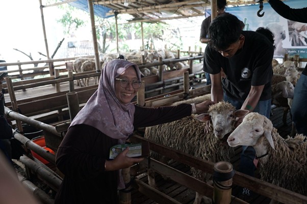 jelajahkandanguntukkurban20264 dompet dhuafa Smiling woman in a hijab feeds a sheep in a wooden pen as a man looks on nearby at a livestock fair or farm.