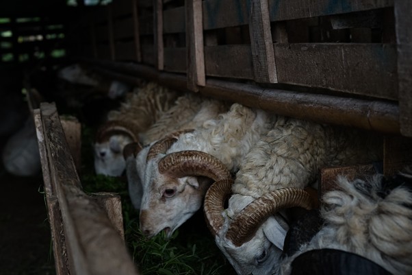 Sheep with curved horns pressed against a wooden pen in a dim barn, grazing on grass.