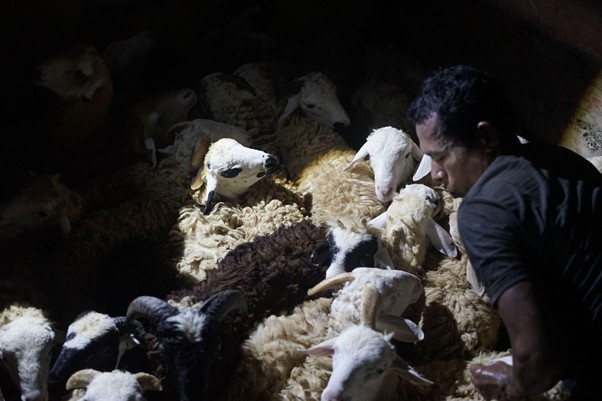 kurban lampung 1 dompet dhuafa Man tending to a flock of white sheep in a dimly lit barn, with light spotlighting the animals.