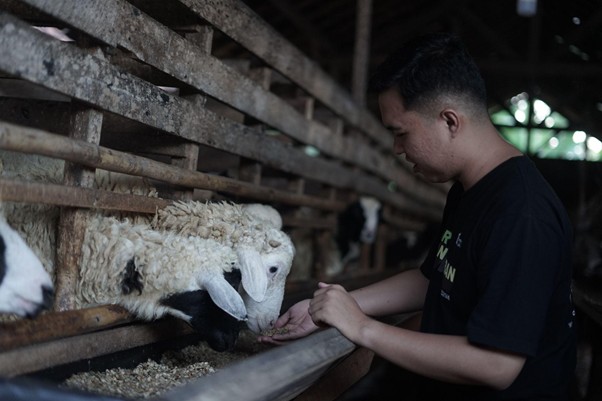 kurban lampung 2 dompet dhuafa Man in a dark T-shirt feeding a sheep through a wooden stall in a dim barn at a farm.