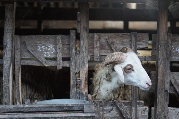 White ram with curved horns pokes its head through a weathered wooden farm stall, looking outward from a rustic barn setting beneath dark beams.