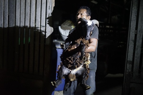 kurban lampung 4 dompet dhuafa Man carries a goat through a dimly lit barn at night.