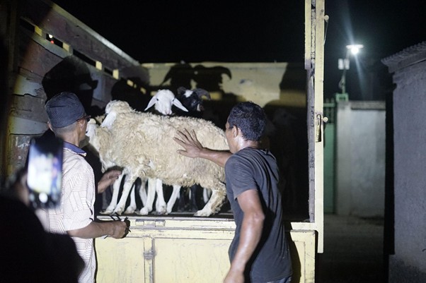 Nighttime scene of men guiding a sheep into a trailer for transport.