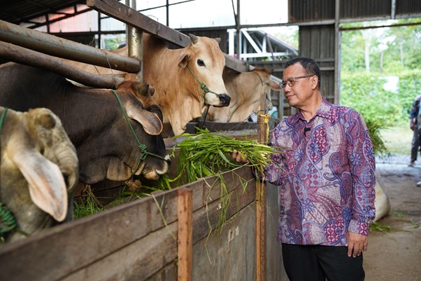 kurban xpress 1 dompet dhuafa Man in a patterned shirt feeds fresh grass to cows at a wooden feeding trough in a barn.