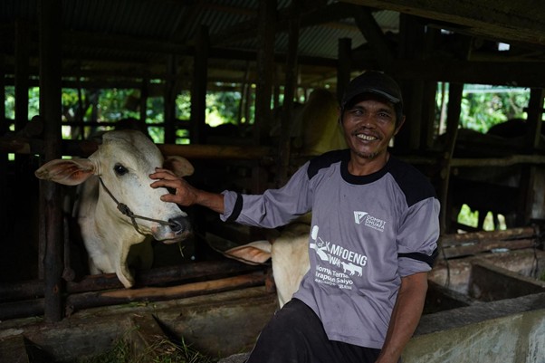 peternak ampuah lampo 1 dompet dhuafa Smiling farmer in a cap sits beside a white cow inside a wooden barn, petting the cow’s head.