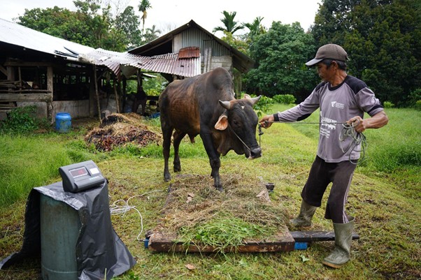 peternakampuahlampo10 dompet dhuafa Farmer guiding a water buffalo onto a wooden weighing platform in a grassy farmyard, with a shed and trees in the background.