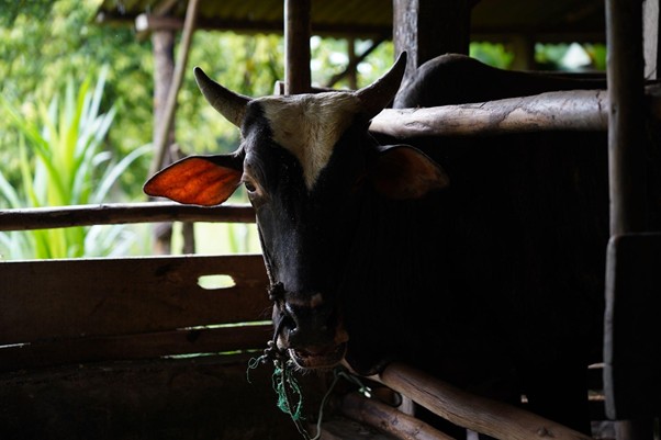 peternakampuahlampo3 dompet dhuafa Black and white cow in a wooden barn stall, facing the camera with a rope halter.