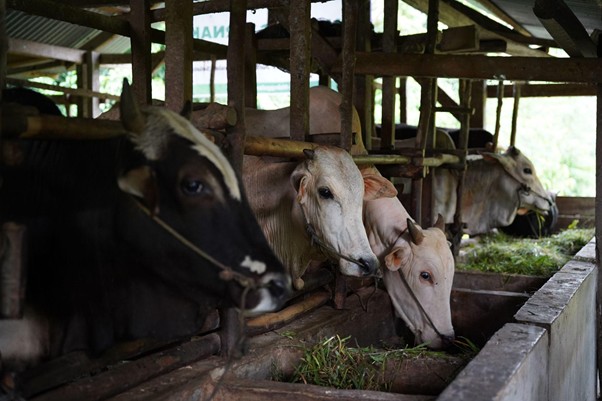 peternakampuahlampo4 dompet dhuafa Several cows lean into feeding troughs in a covered barn.