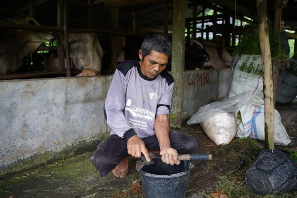 peternakampuahlampo6 dompet dhuafa Man in a cattle shed, barefoot and squatting, grinding or mixing something in a metal bucket with a long tool; cows visible in stalls behind him.