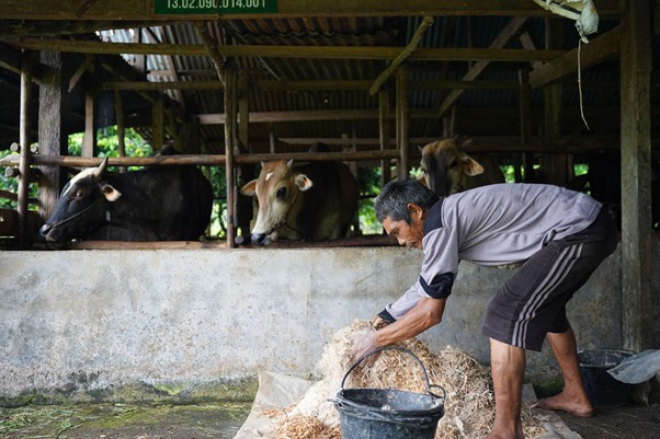 peternakampuahlampo7 dompet dhuafa Farmer feeding cows in a barn, scooping feed into a bucket while cows watch from their stalls.