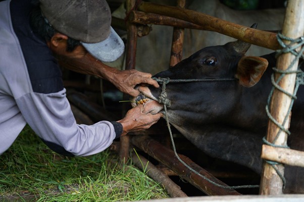 peternakampuahlampo8 dompet dhuafa A man in a cap ties a rope around a black buffalo’s muzzle inside a wooden pen