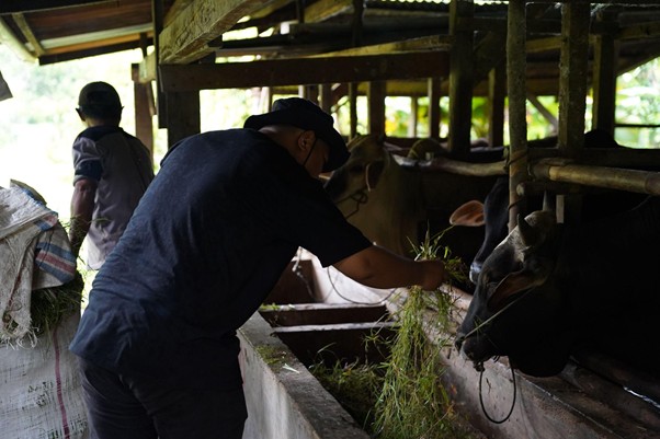 peternakampuahlampo9 dompet dhuafa Man wearing a cap feeds hay to a cow inside a barn.