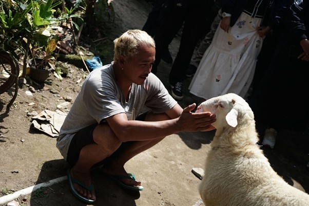 qc kurban jateng 2 dompet dhuafa Man crouching in a dirt yard greets a white sheep with his hands as onlookers stand nearby.
