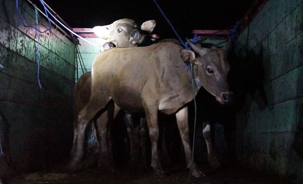 Two cows tied with ropes inside a dark livestock trailer at night.
