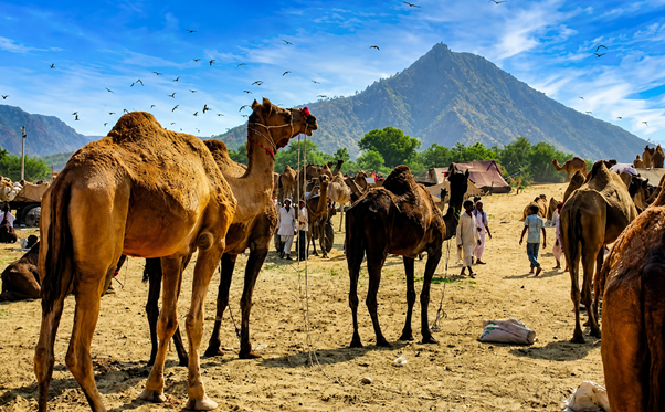 Camel camp scene with several tethered camels, people walking among tents, set against a mountainous landscape under a blue sky with birds in flight.