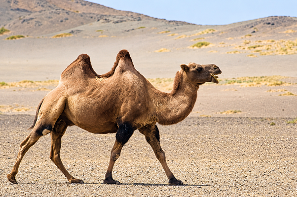 unta dompet dhuafa Two-humped Bactrian camel walking across a dry desert with rocky hills in the background.