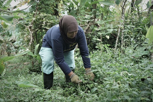 Woman wearing a hijab and gloves crouches among dense greenery, tending plants in a garden/field.