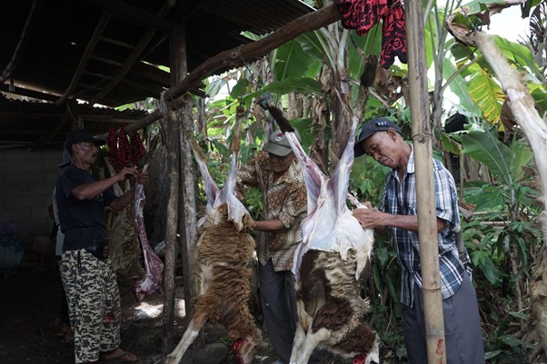 Four men in a rural shed butcher two large animal carcasses hanging from a wooden beam.